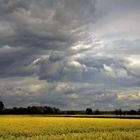 Wolken über dem Rapsfeld