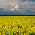 Wolken über dem Rapsfeld