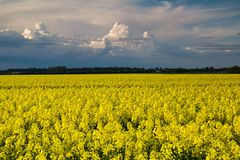 Wolken über dem Rapsfeld