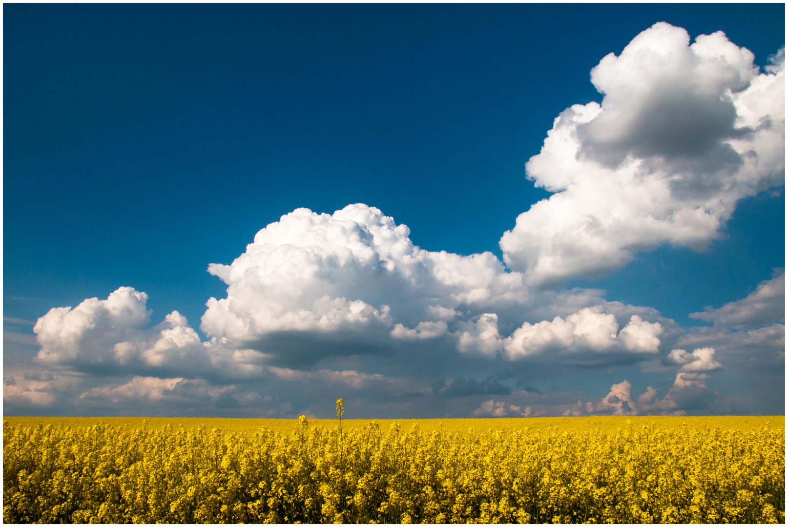 Wolken über dem Rapsfeld