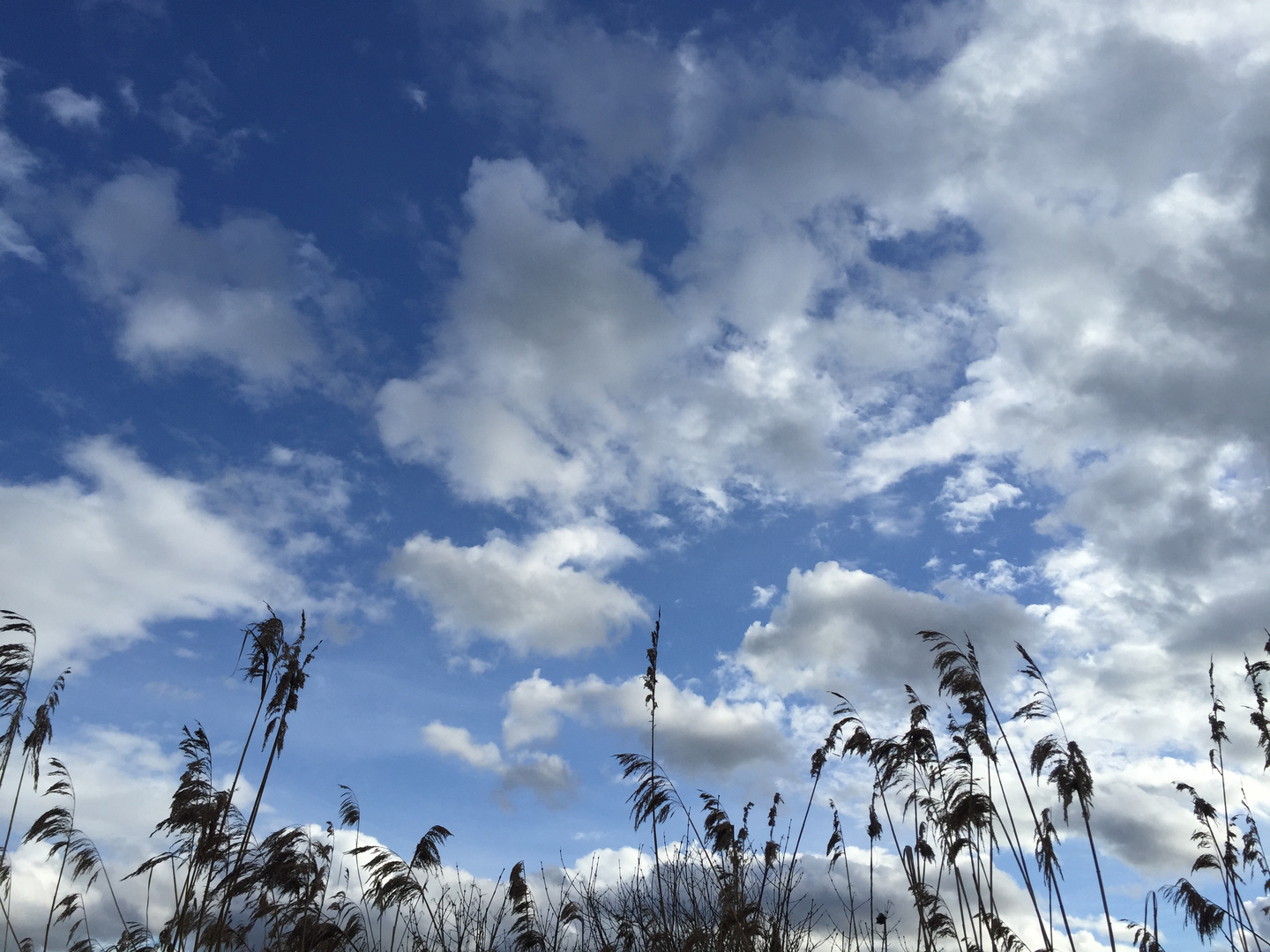 Wolken über dem Zürichsee