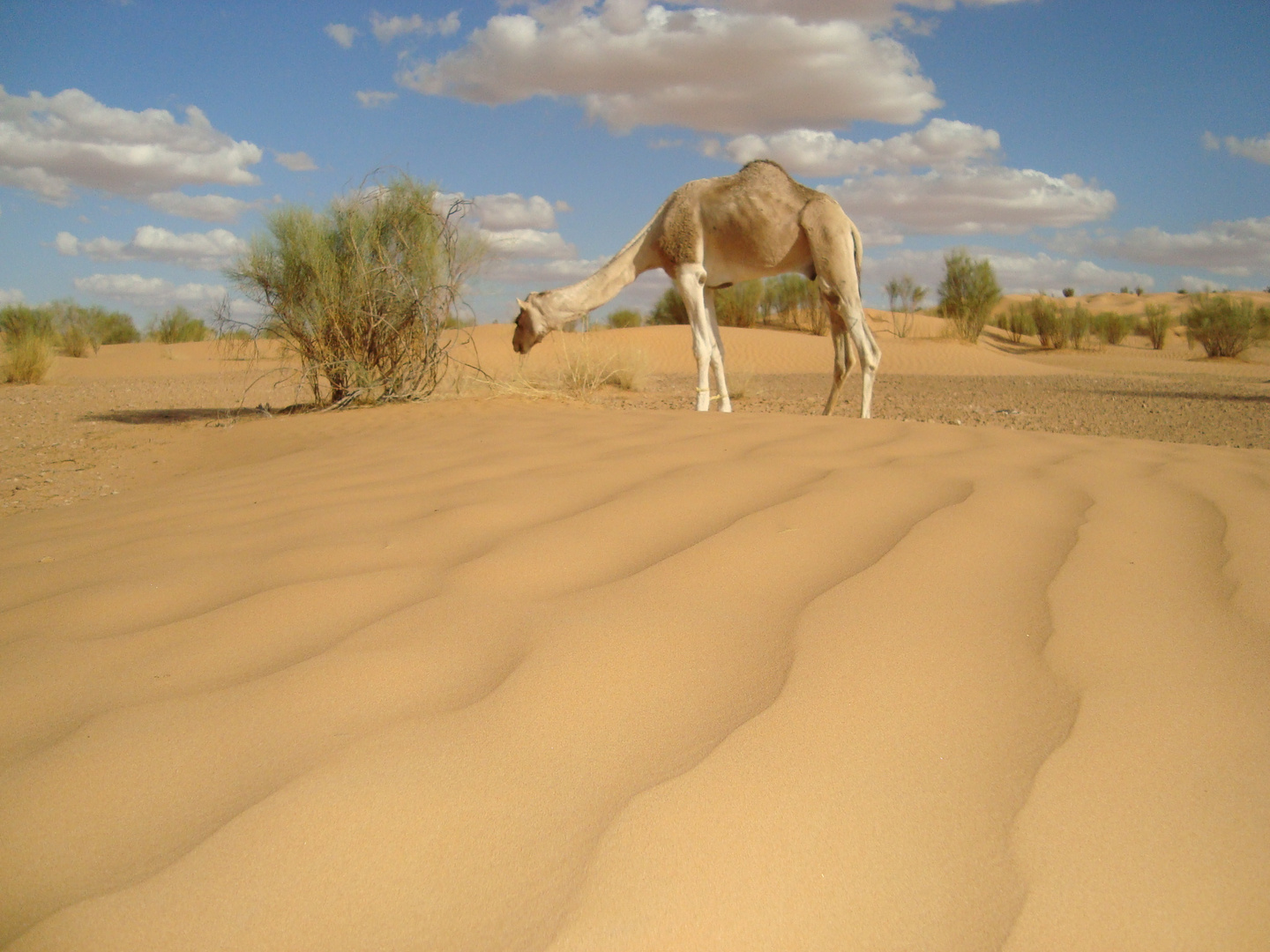 Wolken über den Dünen in der Sahara