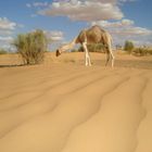 Wolken über den Dünen in der Sahara