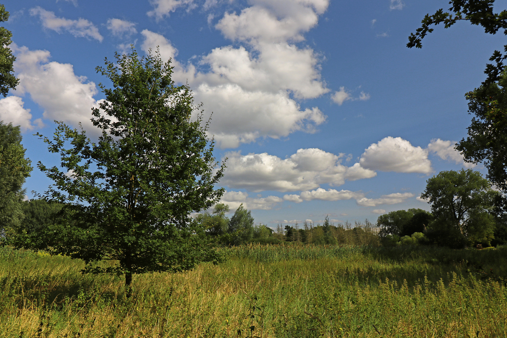 Wolken über der Rohrwiese