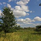 Wolken über der Rohrwiese