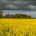 Wolken über einem Rapsfeld