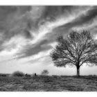 Wolken über meinem Baum ...