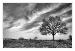 Wolken über meinem Baum ...