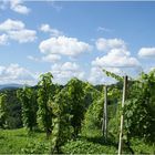 Wolken über Weingarten