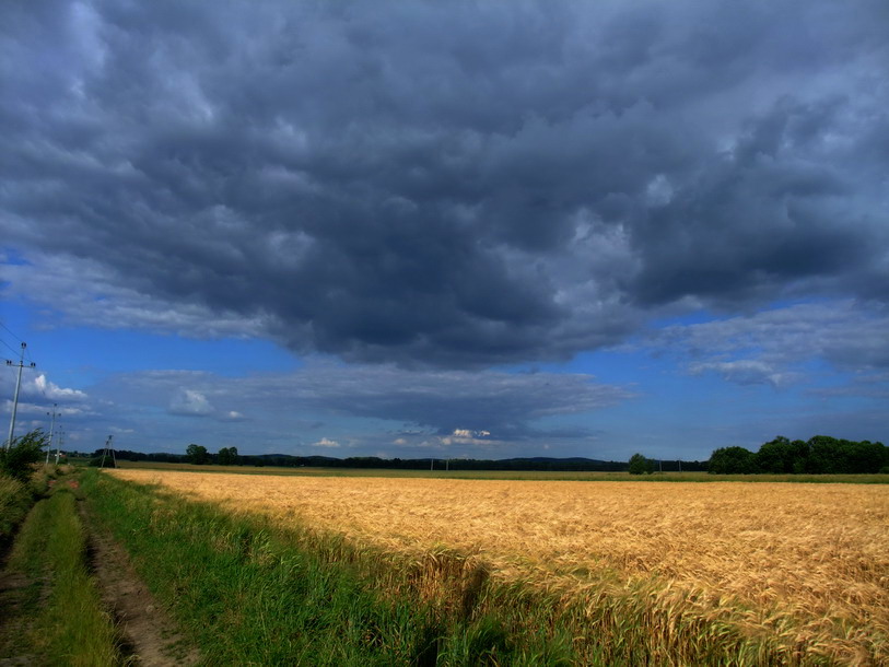 Wolken über Weizen