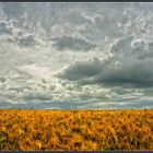 Wolken überm Kornfeld