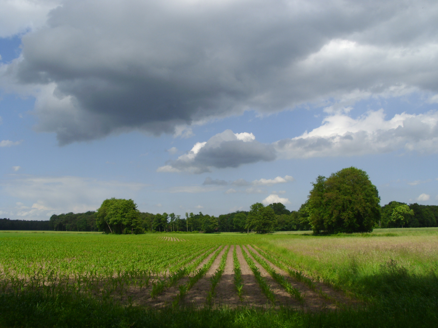 Wolken überm Maisfeld