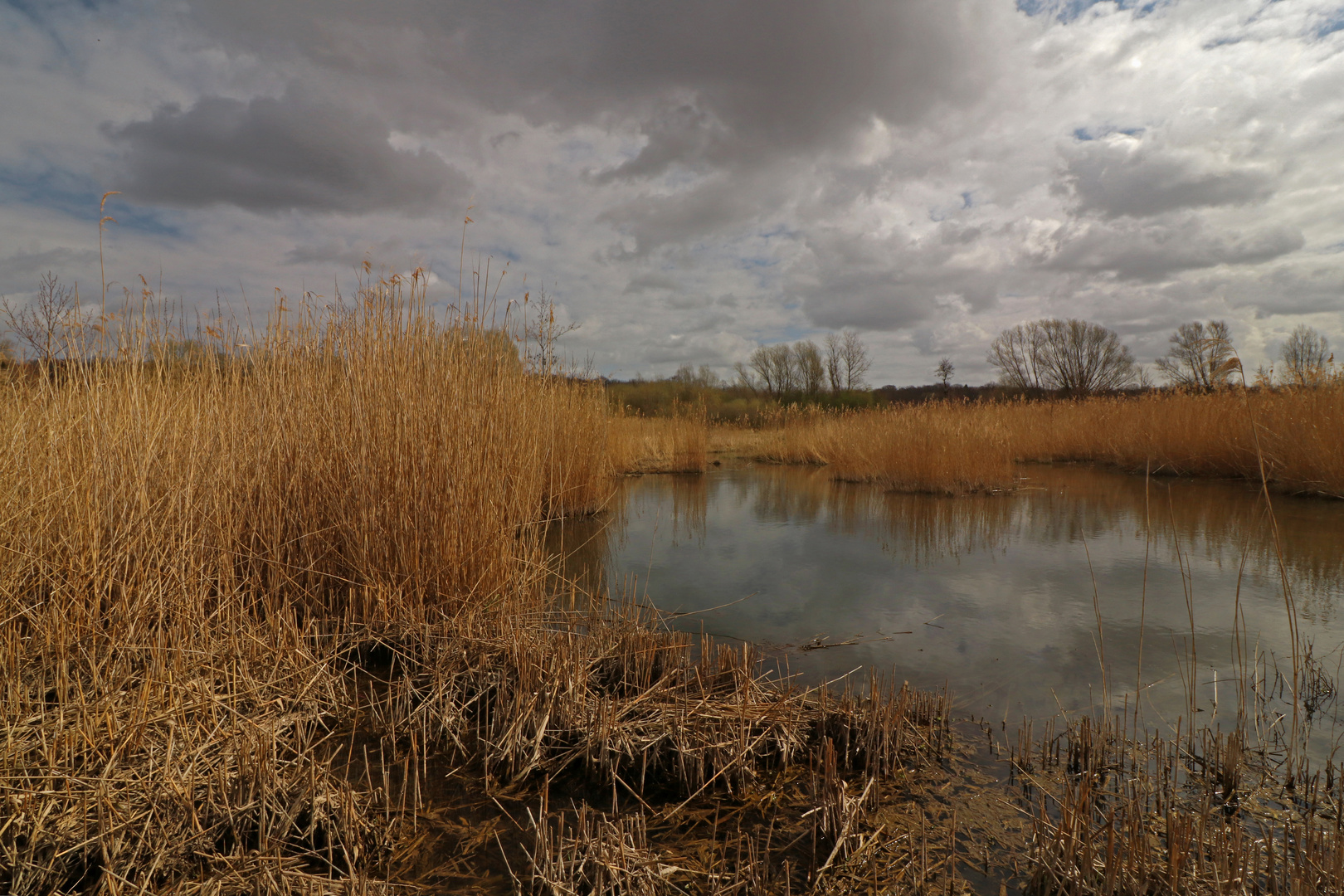 Wolken überm Schilf