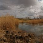 Wolken überm Schilf