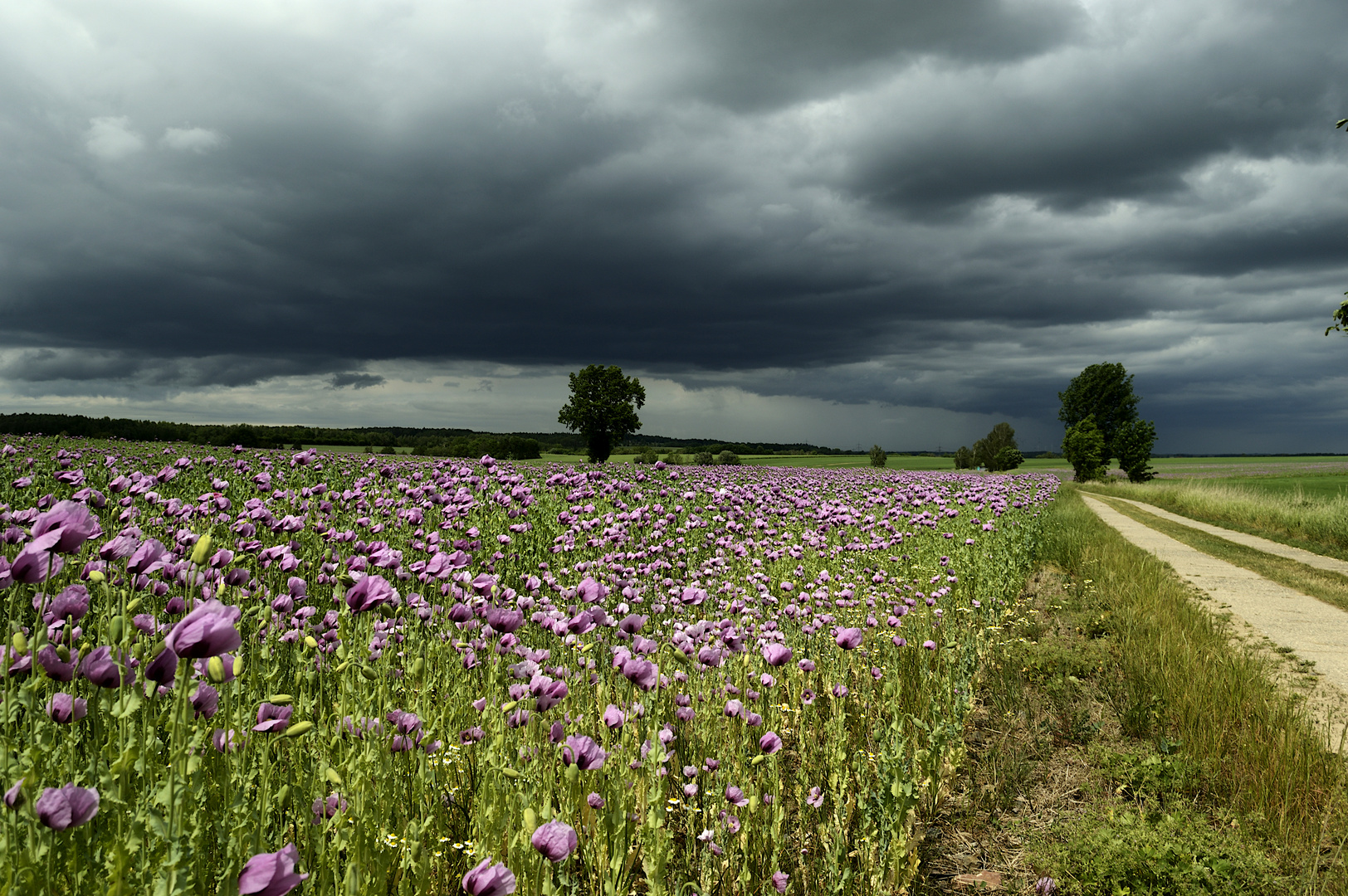 Wolken übern Blaumohn