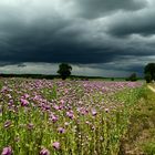 Wolken übern Blaumohn