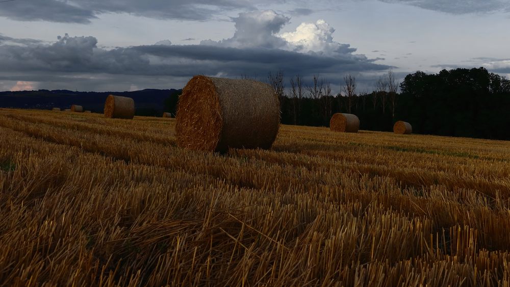 Wolken-und Abendstimmung auf dem Getreidefeld
