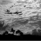 Wolken und Bäume ...