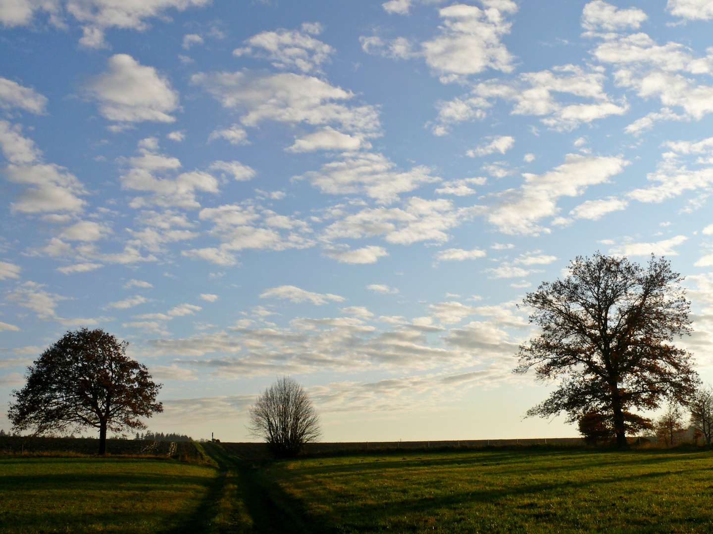 Wolken und Bäume...