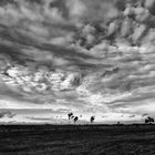 wolken und bäume ...