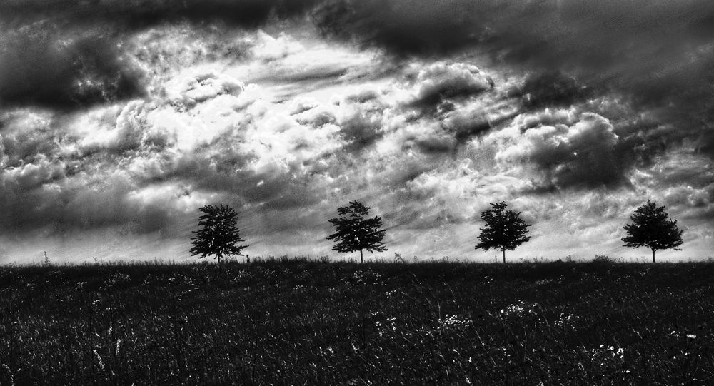 wolken und bäume ...