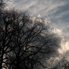 Wolken und Baum