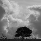 Wolken und Baum