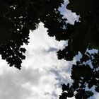 Wolken und Blätter