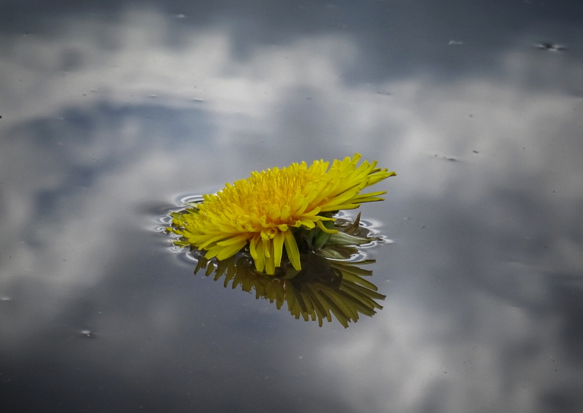 Wolken und Blumen..