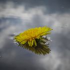 Wolken und Blumen..