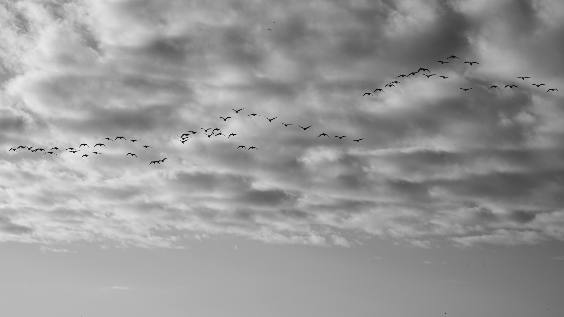 Wolken und Gänse