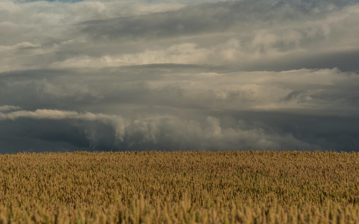 Wolken und Getreide