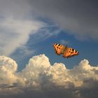 Wolken und Himmel m. Schmetterling