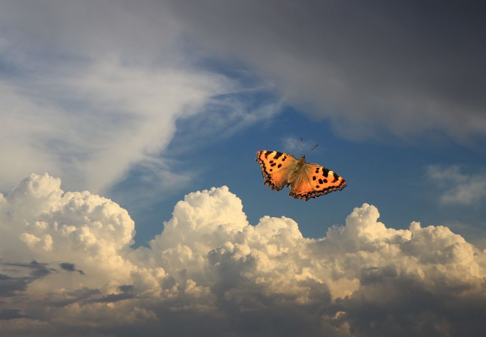 Wolken und Himmel m. Schmetterling