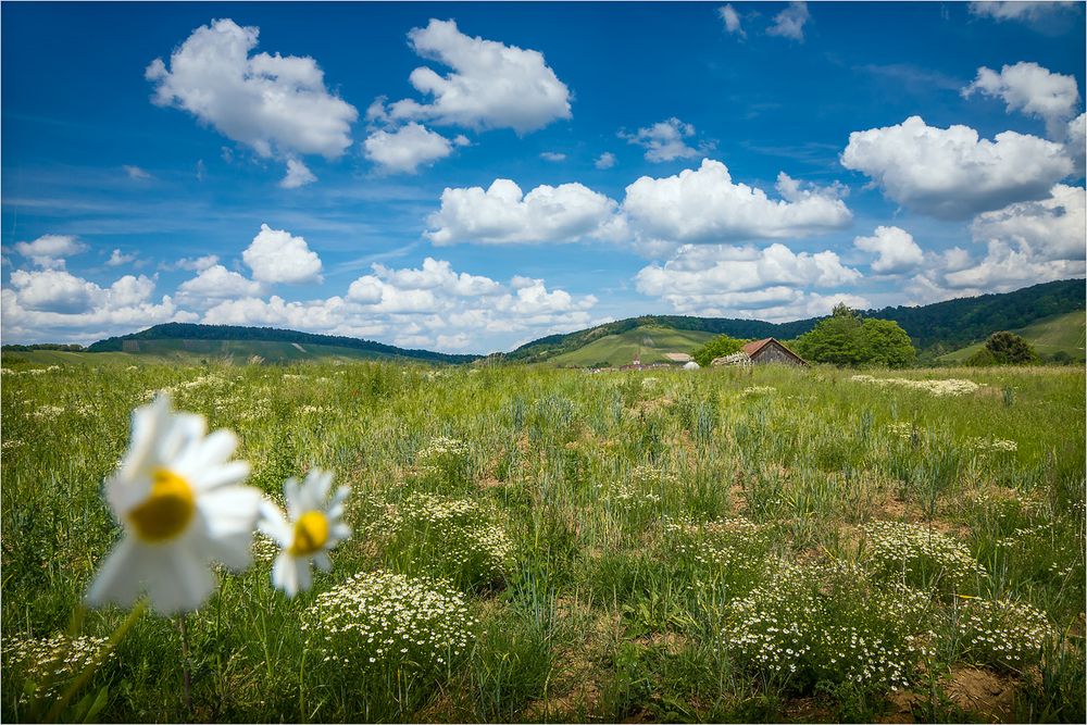 Wolken und Kamillen