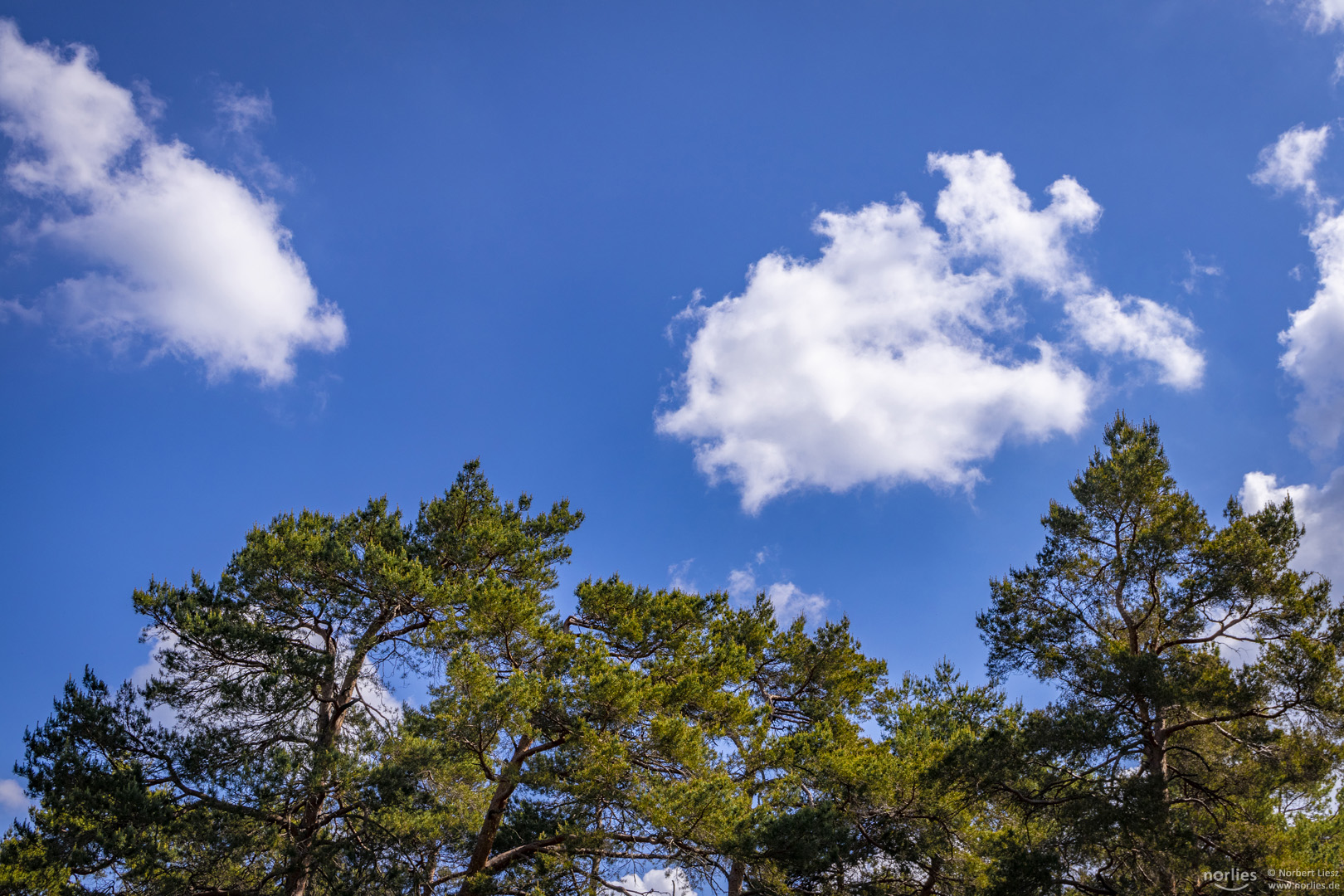 Wolken und Kiefern