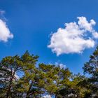 Wolken und Kiefern