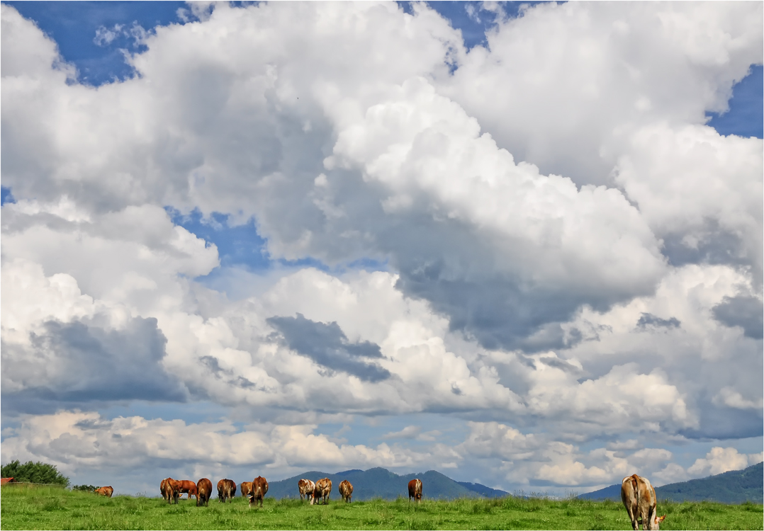 WOLKEN UND KÜHE