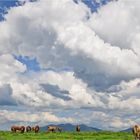 WOLKEN UND KÜHE