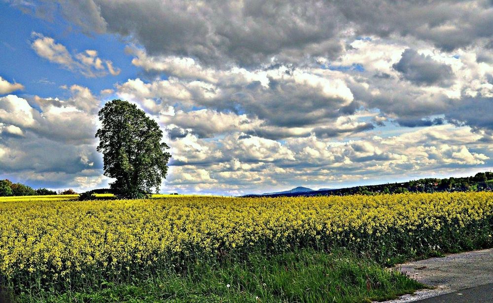 Wolken und Raps von Gerhard23