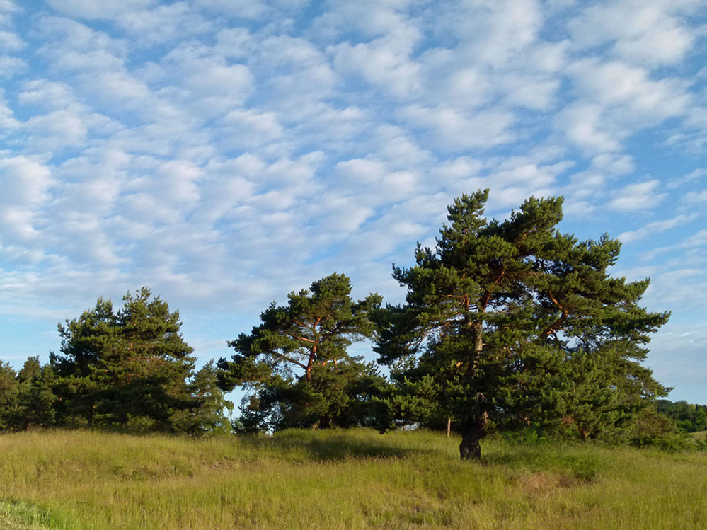 Wolken und Wuchsrichtung...