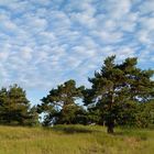 Wolken und Wuchsrichtung...