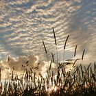 wolken vom gestern.