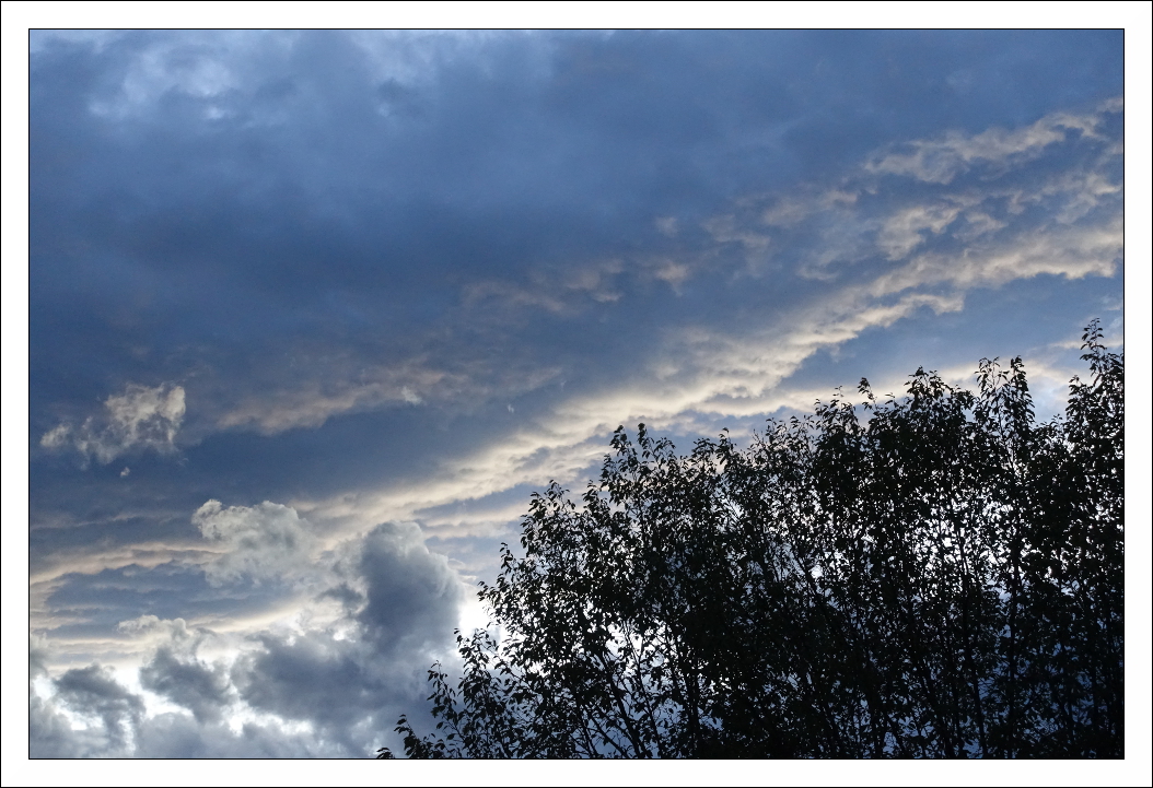 Wolken-Wald