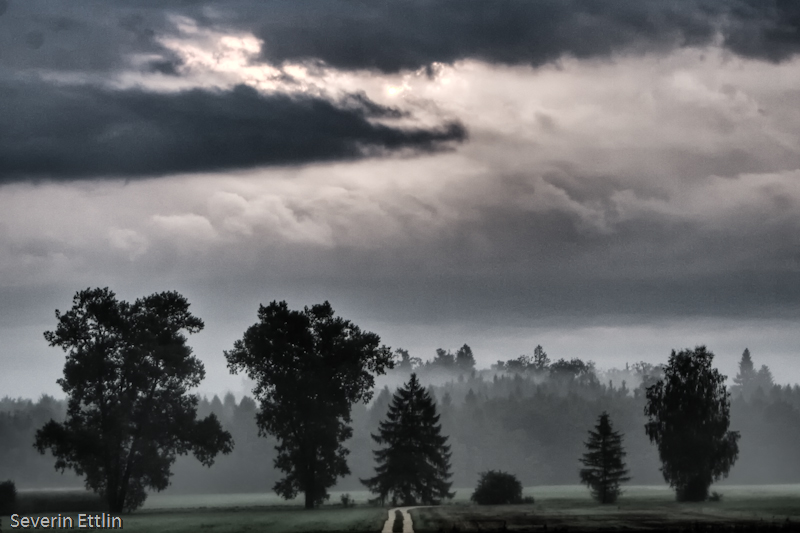 Wolken Wald