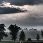 Wolken Wald