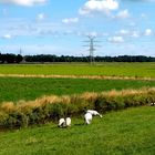 Wolken, Weide und Schafe