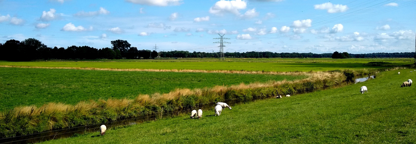 Wolken, Weide und Schafe