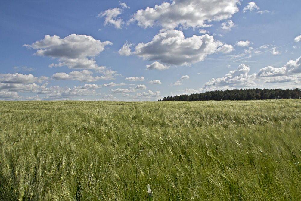 Wolken, Weizen, Wald