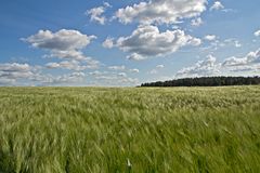 Wolken, Weizen, Wald